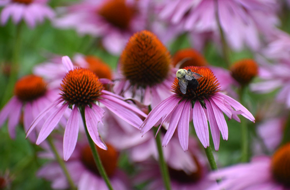 A bumblebee gathers pollen from the orangish-brown domed center of a purplish-pink-petalled coneflower, amidst a plethora of coneflower blooms.