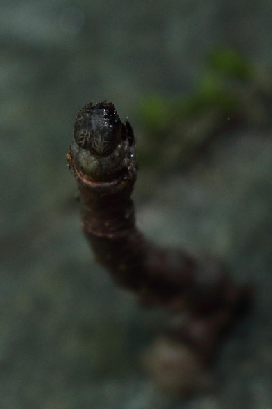 A dark brown inchworm that looks like a branch standing up