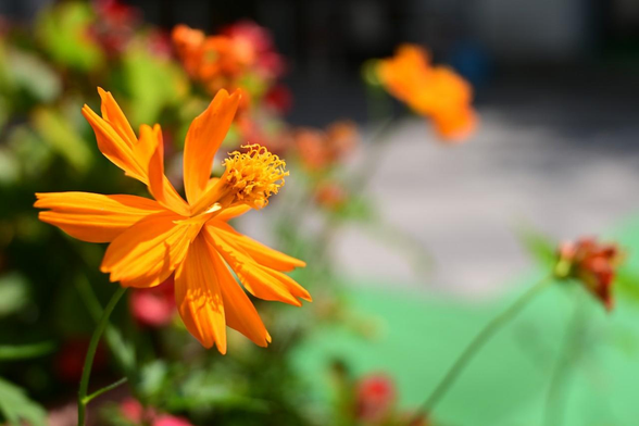 オレンジ色で花びらがやや開きすぎた感じのキバナコスモス。ぼやけているけど奥にも複数の花が咲いている。/ 2025.08.01 洛央小学校前から