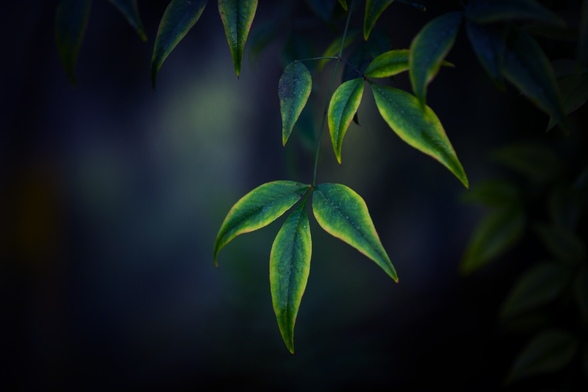 A moody, dark blue and green photograph of dark green leaves with a bright lime green to yellow edges.