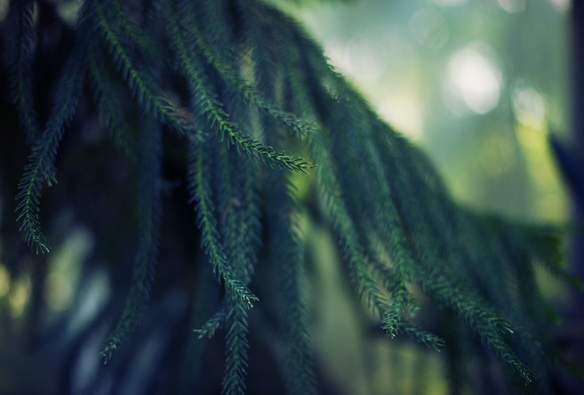 A soft, calm photo in shades of blue and green, of a conifer branch with needles streaming down like individual feathers.