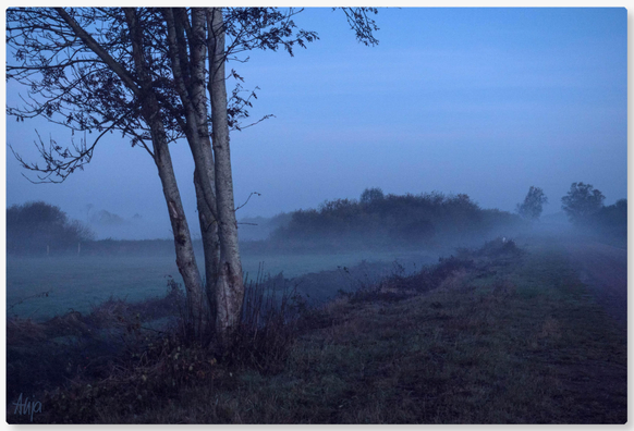 Aufnahme am frühen Morgen kurz vor Sonnenaufgang, die Farben sind blau-grau, leicht körnig: Ein Baum steht links an einem Weg, der durch eine Moorlandschaft führt, leichter Nebel liegt über dem Feld. Im Hintergrund eine Reihe von Bäumen.

Shot in the early morning shortly before sunrise, the colours are blue-grey, slightly grainy: A tree stands on the left on a path leading through a moorland landscape, light mist lies over the field. A row of trees in the background.
