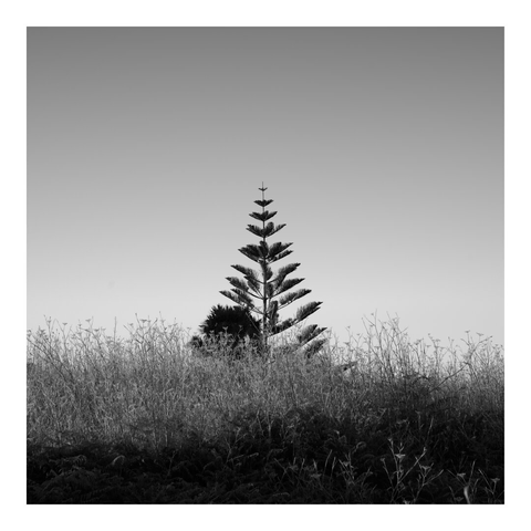 A lone, symmetrical pine tree rises above a field of dry, tangled grasses in this black-and-white photograph. The sky is clear and gradient, emphasizing the stark silhouette of the tree. The composition evokes quiet solitude and natural geometry, with the tree standing as a central, meditative figure in a minimal landscape.