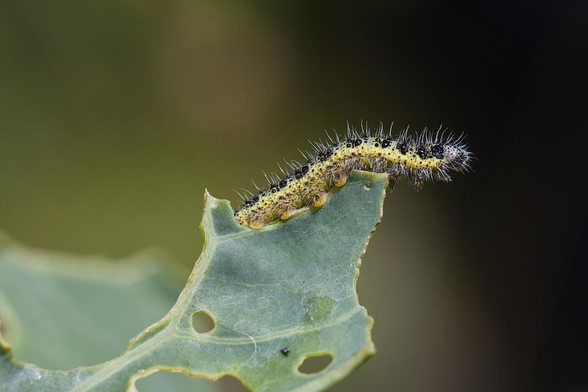 a close up photograph of a green caterpillar with short, bristly hairs and black splodges along its sides and back standing on the remains of a  green leaf which is more holes than leaf. it is waving its head into the air at the end of a leaf stump wondering where the rest of the leaf has gone (it ate it)