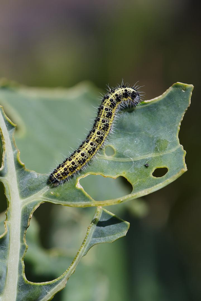 a close up photograph of a green caterpillar with short, bristly hairs and black splodges along its sides and back standing on the remains of a  green leaf which is more holes than leaf. it is crawling along the edge of the stump of a leaf