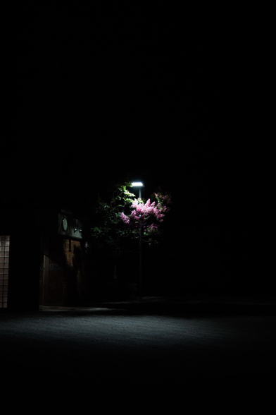 A brightly lit pink flowering tree stands out against a dark night, with a faint light illuminating the surrounding area.