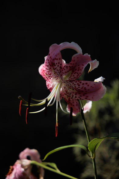 A close-up of a pink lily against a dark background, showcasing its delicate petals and vivid red stamens.