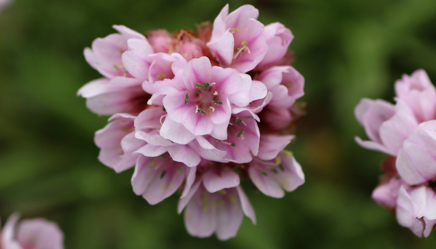 Macro photograph of a cluster of light pink flowers, with the focus on the greenish stamens in the middle. Other clusters can be seen on each side and the background is blurred green.