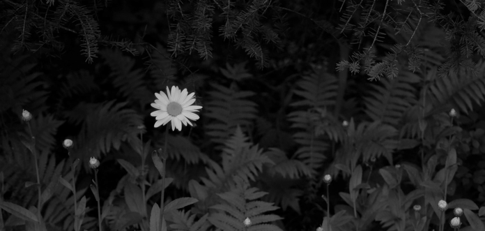 Black and white photograph of a single white open daisy flower, surrounded by closed flower buds and ferns, under the cover of a spruce tree visible at the top.