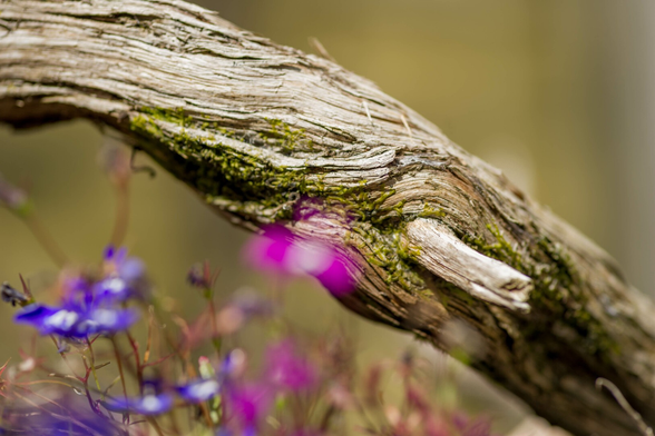 Photo of a section of twisted and dried up branch, fracturing and dusted with moss. In front of it are some small purple and pink flowers, all out-of-focus. The background is a yellow-green blur.