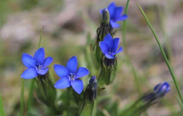 Close up photograph of four open blue flowers of gentian, and three closed buds. Each flower has five petals and look like stars. Th background is blurred green and light brown.