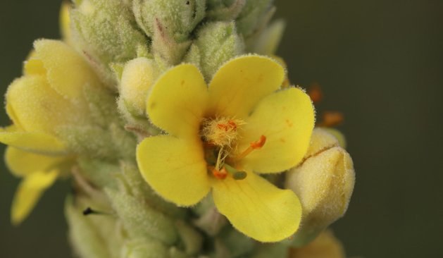 Macro photograph of an open yellow flower of great mullein, on a light green and hairy spike. Only a couple of flowers are open, the rest are closed buds. The flower has five almost round petals. Two stamens in the middle of the flower have yellow hair and orange anthers, looking like a funny little hairy head with two eyes. Two other stamens under are longer and extended, like two arms with one hand saying hi. Maybe I'm the only one seeing this.