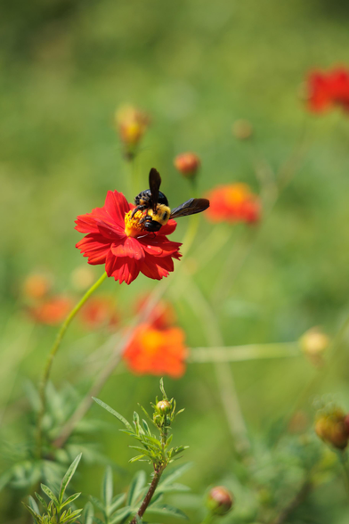A carpenter bee perched on a vibrant red flower amidst a blurred green background, surrounded by hints of other blooming flowers.