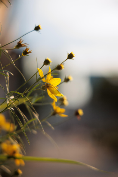 A close-up of delicate yellow flowers against a soft, blurred background, capturing the warmth of sunlight.