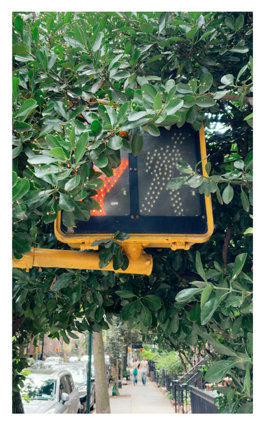 Closeup of a pedestrian signal in a yellow casing. The red “don’t walk” hand symbol is lit up, but almost totally obscured by the leaves of overgrown tree branches surrounding it. Below the low-hanging branches is an out-of-focus view of a wide residential sidewalk lined with tree trunks and parked cars to the left and apartments with front gardens to the right. A couple can be seen in the distance walking towards camera.