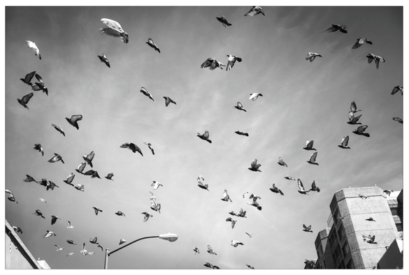 A flock of five dozen pigeons fly through the sky above the streets of San Francisco. Mostly birds and sky, with a bit of buildings and a lamppost along the bottom edge. Urban. Monochrome. Nature at its finest.
