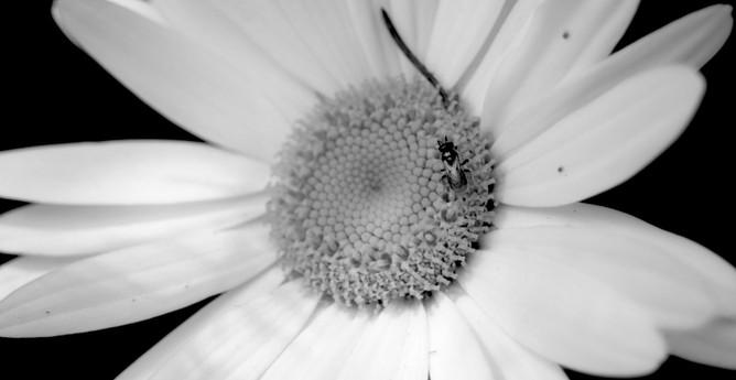 Macro black and white photograph of the centre of a daisy flower, with a wasp on the right side of its centre, with the sunlight shining on its head and closed wings. A spruce needle is also caught in the flower, a little blurred behind.