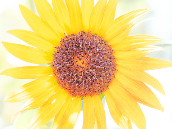 Sonnenblumenblüte, mittig. Sehr helle Aufnahme, wirkt aquarellig.