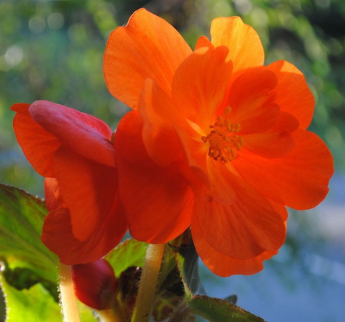a square closeup of a deep orange begonia flower lit from behind by diffuse dappled morning sun, with a background of out of focus green foliage and grey asphalt below