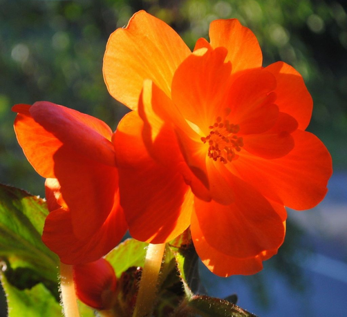 the same view as in the previous image, only now the light has changed so that the sun is hitting the flower full on from behind, making it look glowingly illuminated from within