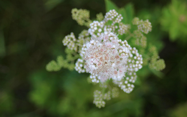 Macro photograph of a spike of light pink flowers of meadowsweet, taken directly from above. Only the top tiny flowers are in focus, the rest of the flowers and closed buds lower on the spike are blurred. Green foliage is in the background.