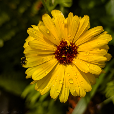 A close-up, macro photograph of a single yellow flower covered in small, glistening droplets of water. The center of the flower is a deep, reddish-brown color with a textured appearance. The yellow petals are arranged in a dense, multi-layered pattern, radiating outwards from the center. A small bee is visible on one of the petals on the left side of the frame. The background is a soft, dark green blur.