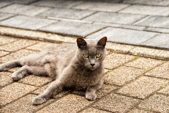 Eine Katze liegt entspannt auf dem Gehweg und schaut in die Kamera. 