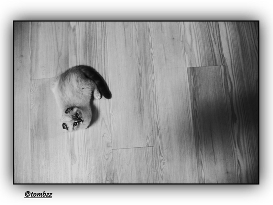A black and white photograph shows a Scottish Fold cat — recognizable by its rounded physique and forward-folded ears. The photo is taken from above, presenting the cat sitting on a light wooden floor with clearly visible grain. The cat’s body is curled to the side in a semi-circular posture, with its head lifted upwards toward the camera. It gazes directly into the lens with large, expressive eyes — a calm and curious look.
 Its fur — short and fluffy — covers its entire body evenly. Soft shadows around the torso and paws add depth to the image. The folded ears and rounded face give the cat a distinct, gentle expression.
The framing is enhanced by a vignette effect that darkens the edges of the photo and draws the viewer’s attention toward the center — the cat. A shadow on the right side creates contrast between the light and the subject.