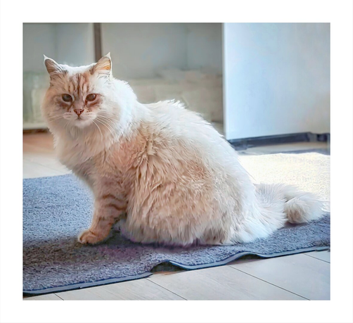 This photograph is of a fluffy white cat with long fur, sitting on a blue rug/mat. They are indoors in natural light, there are soft shadows, the background is blurred but you can tell it's a modern minimalist office. The cat is looking directly at the camera with calm expression and relaxed pose.