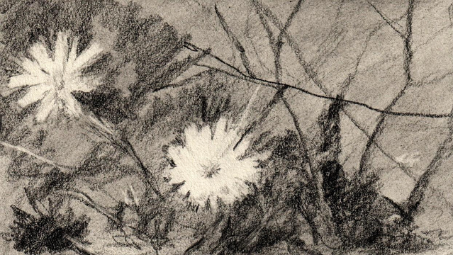 Graphite sketch of desert flowers.
