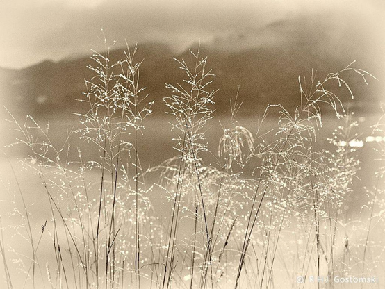 A dreamy sepia photo of wild grasses in the foreground against a misty lake backdrop. 