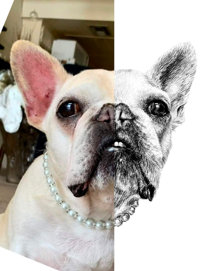 Black and white drawing of a French Bulldog named Pikachu, with the left half of the image being the reference.