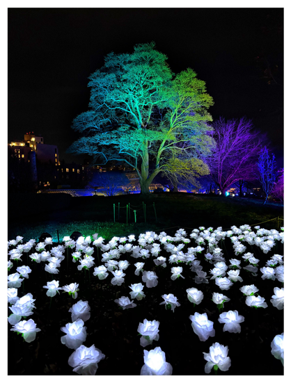 A fantastical nighttime scene from “Lightscape,” a winter event at the Brooklyn Botanic Garden featuring an illuminated trail of artistic light installations. A stately tree bathed in glowing green light occupies the middle ground against a dark night sky, flanked by trees lit blue and purple and buildings with lit yellow windows. In the foreground is a field of artificial flowers illuminated from within, their delicate white petals softly aglow. The effect is dreamlike and surreal.