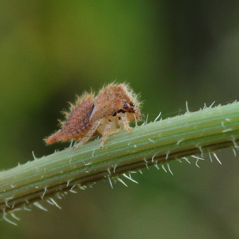 Closeup of a Buffalo treehopper walking along the stem of a plant