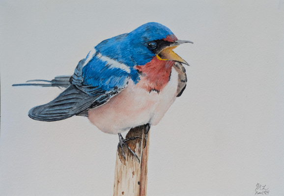 A watercolor painting of a barn swallow perched on the end of a broken branch. The swallow is facing the viewer with its mouth open. The background is plain white.