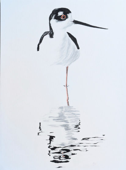 A sketch of a black-necked stilt standing on one leg in the water. The bird is visible as is its reflection in the water. The background is left white.
