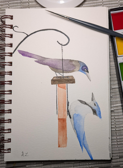 A painting of a common grackle standing atop a hanging suet feeder looking down at a blue jay that's hanging onto the side. The feeder hangs from a shepherd's hook. The background was left blank.