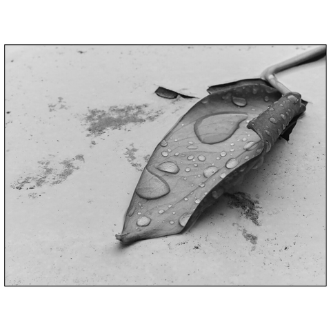 black-and-white photograph (rectangular crop) of a leaf resting on a surface. The leaf is covered with water droplets, from recent rain. The surface beneath the leaf is painted material, with some dirt and paint debris scattered around. The leaf itself has a prominent central vein with smaller veins branching out, typical of many broadleaf plants. (with help of mistral.ai)