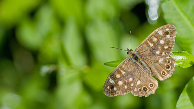 Speckled wood (Pararge aegeria)