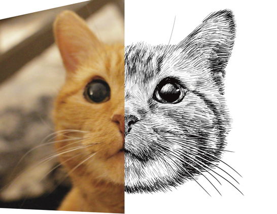 Black and white drawing of an orange cat named Dori, with the left half of the image being the reference.