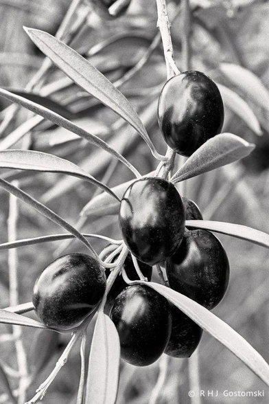 A close-up black and white photo of black olives growing on a tree