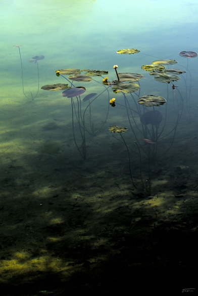 Das Bild zeigt eine ruhige Wasserfläche, auf der mehrere Seerosenblätter und einige gelbe Seerosenblüten schwimmen. Die Blätter sind grün und rund, während die Blüten eine leuchtend gelbe Farbe haben. Die Stängel der Pflanzen sind unter Wasser sichtbar und reichen bis zum Grund des Gewässers. Das Wasser ist klar und spiegelt die Pflanzen wider, was eine friedliche und natürliche Atmosphäre schafft. Das Foto wirkt fast wie ein Gemälde.