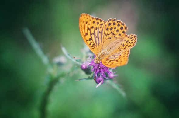Orangefarbener Schmetterling (Kaisermantel) auf lilafarbener Blüte, der Hintergrund ist unscharf und grün. 