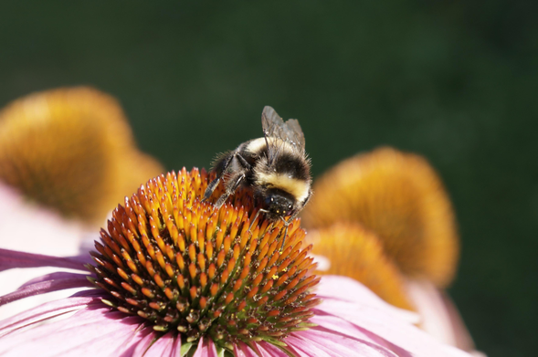 A bumblebee on the echinacea blossom.