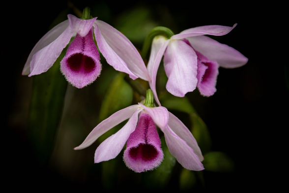 In the center hang three purple orchids. Two next to each other and one below. The rightmost one is seen from the side, the other two from the front. The outer narrow petals are pale lilac. A bright purple calyx emerges between them, with two dark reddish-purple spots on the inside. The background is dark, with faint green stems and leaves here and there around the flowers.