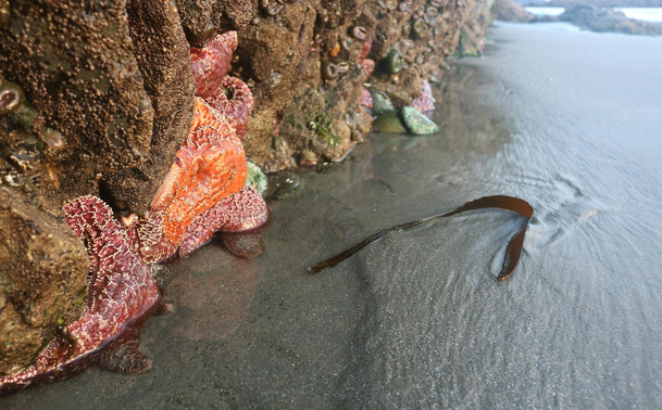 Close up photograph of red and orange starfishes with green and brown barnacles holding on to the side of a brown rock on a beach, with a thin layer of sea water covering the grey sand. A strip of brown seaweed is in the water and sand close by. The background shows the shoreline and water.