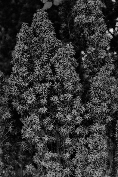 black and white photo of dense, needle-like foliage on a bush or tree