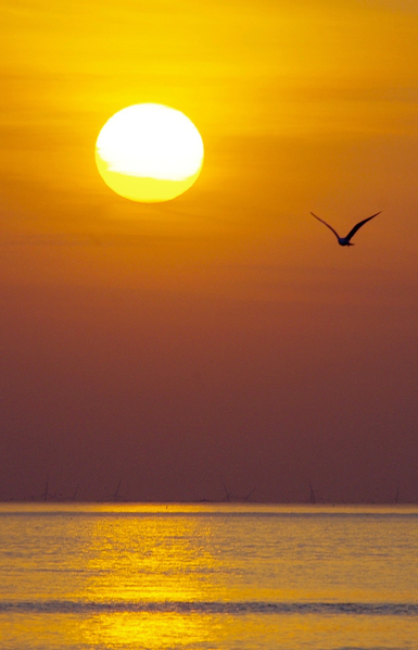 Sonnenuntergang am Meer. Die Sonne steht zwar noch relativ hoch über dem Horizont, taucht das Bild aber schon komplett in orange- bis fast Brauntöne. Die Sonne leuchtet links der Mitte in der oberen Bildhälfte. Rechts fliegt eine Möwe ins Bild, die als schwarze Silhouette erscheint. Das Meer hat nur minimale Wellen, der Schein der Sonne erhellt einen Streifen vom Horizont bis zum unteren Bildrand.