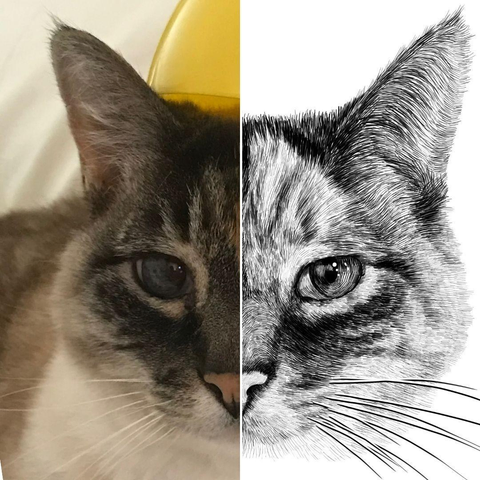 Black and white drawing of a cat named Shadow, with the left half of the image being the reference.