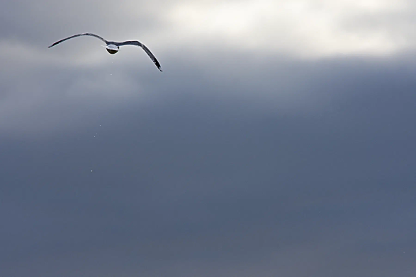 Eine Möwe in der Bildecke oben links fliegt davon. Der Himmel ist grau, nur an einem Fleck oben rechts dringt Sonnenlicht trüb durch die Wolken. 